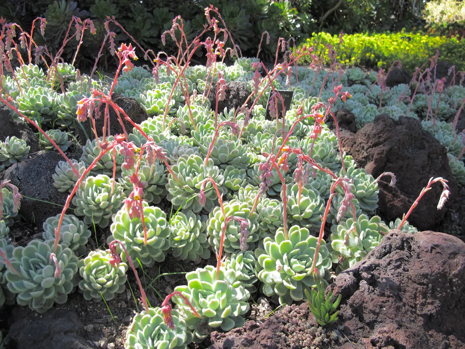 Mexican Snowball (Echeveria Elegans) — In winter to spring, it produces pink-stemmed, lantern-shaped flowers with yellow tips; ideal for zones, image 44