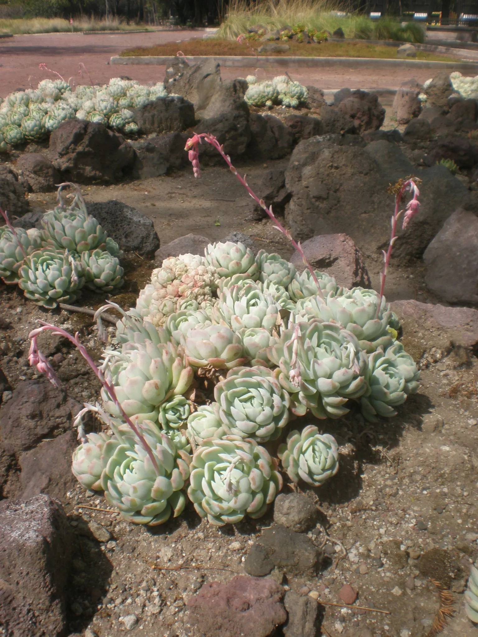 Mexican Snowball (Echeveria Elegans) — In late winter to early spring; is a perennial succulent that forms a compact rosette of spoon-shaped, image 50