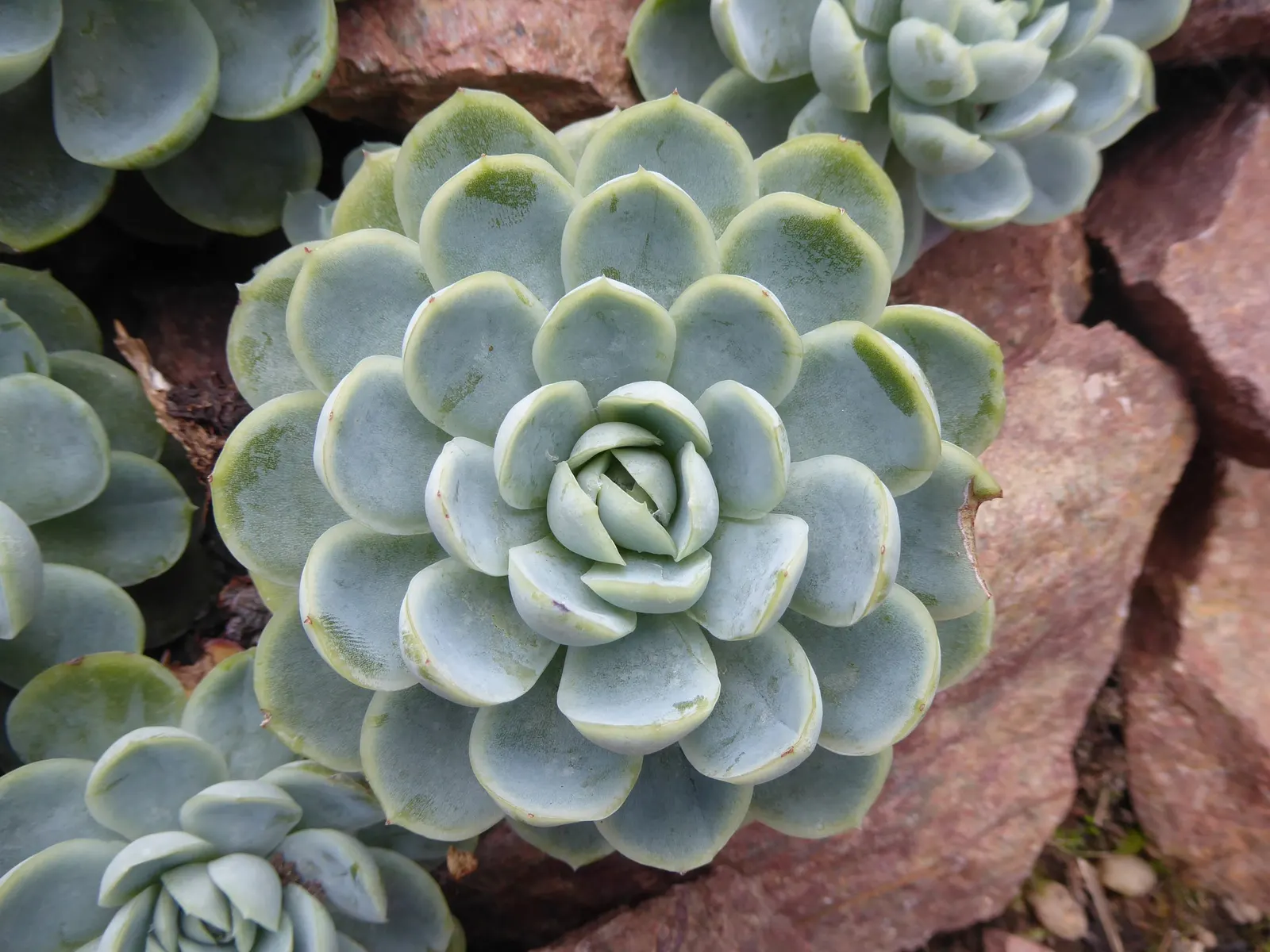 Mexican Snowball (Echeveria Elegans) — multi-colored and orange and red and yellow flowers in the garden
