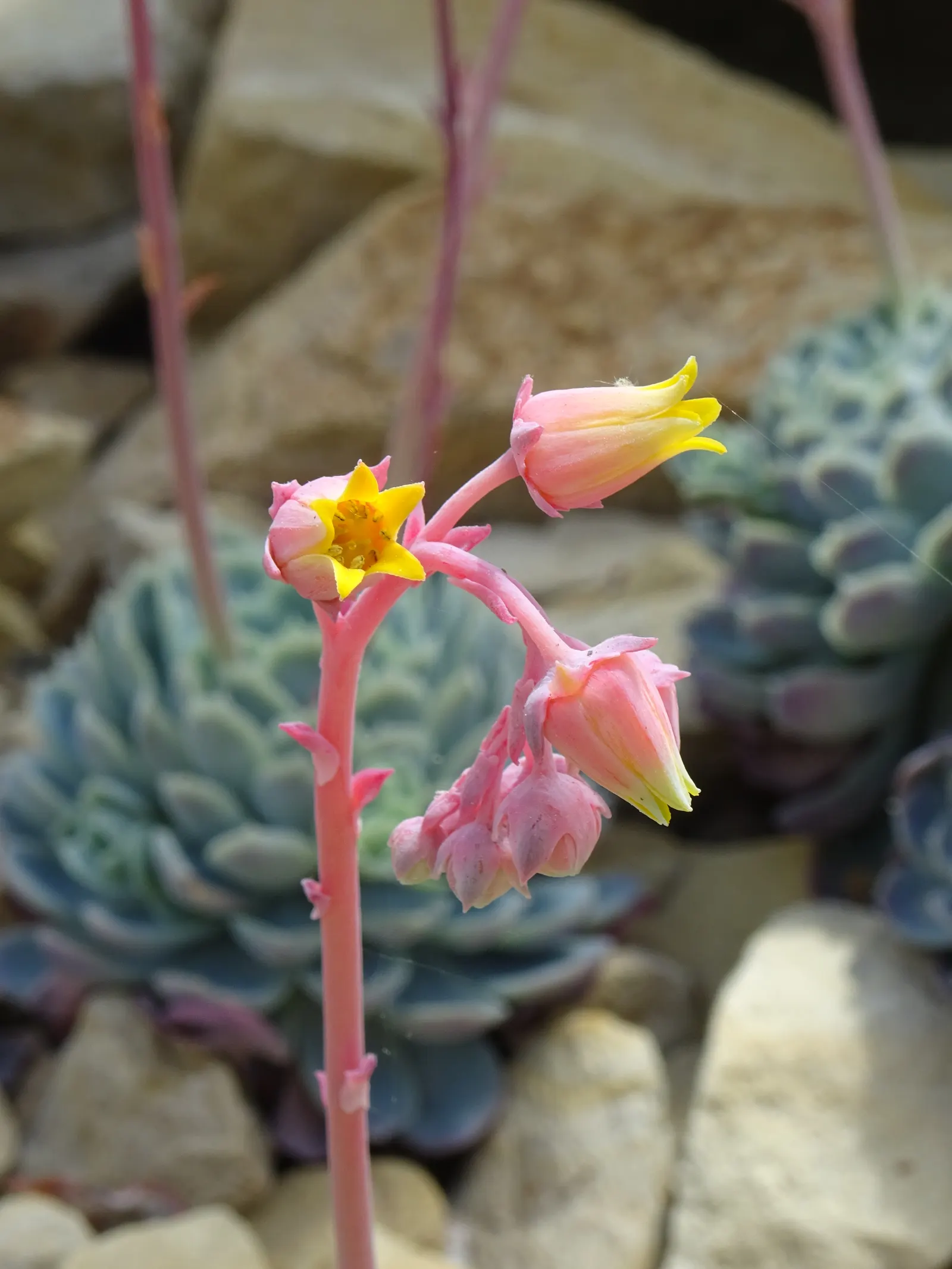 Mexican Snowball (Echeveria Elegans) — commonly known as Mexican Snowball
