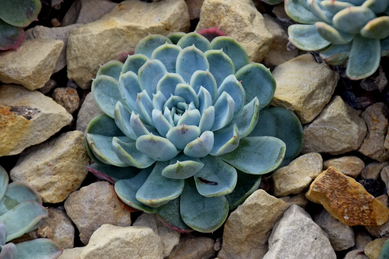 Mexican Snowball (Echeveria Elegans) — forming a sculptural rosette of spoon-shaped