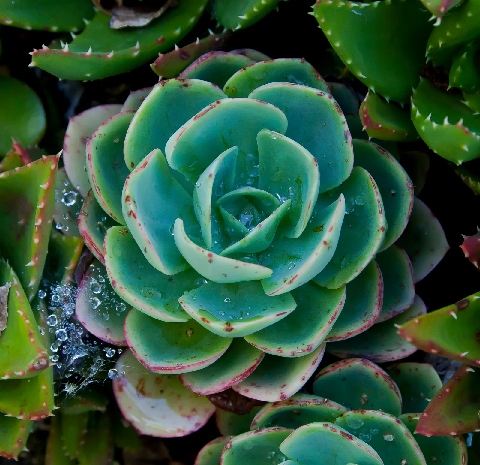 Mexican Snowball (Echeveria Elegans) — is a perennial succulent that forms a compact rosette of spoon-shaped
