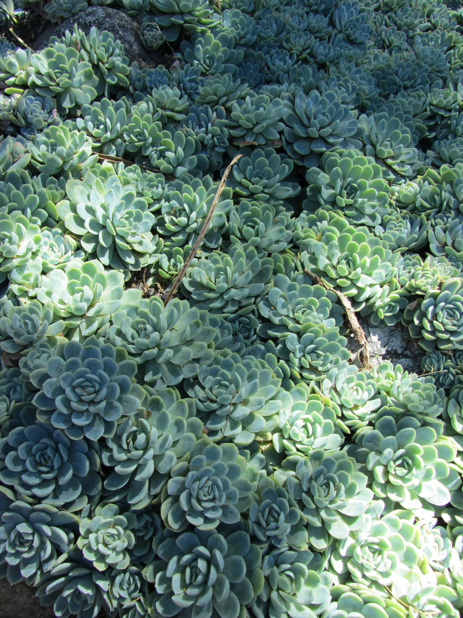 Mexican Snowball (Echeveria Elegans) — Echeveria elegans is drought-tolerant once established; the leaves are fleshy and can sometimes exhibit a pinkish hue