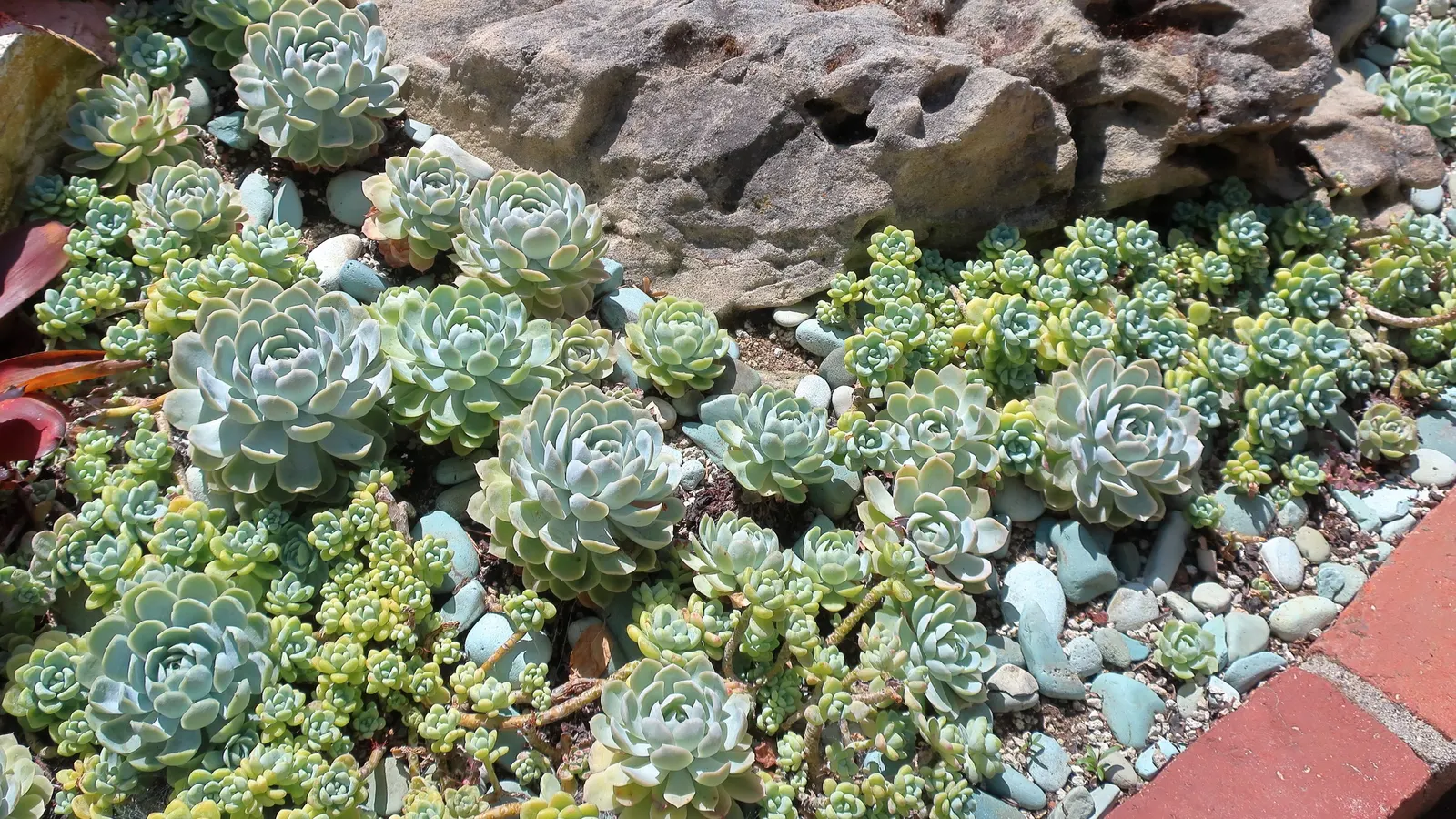 Mexican Snowball (Echeveria Elegans) — about 8 to 12 inches tall