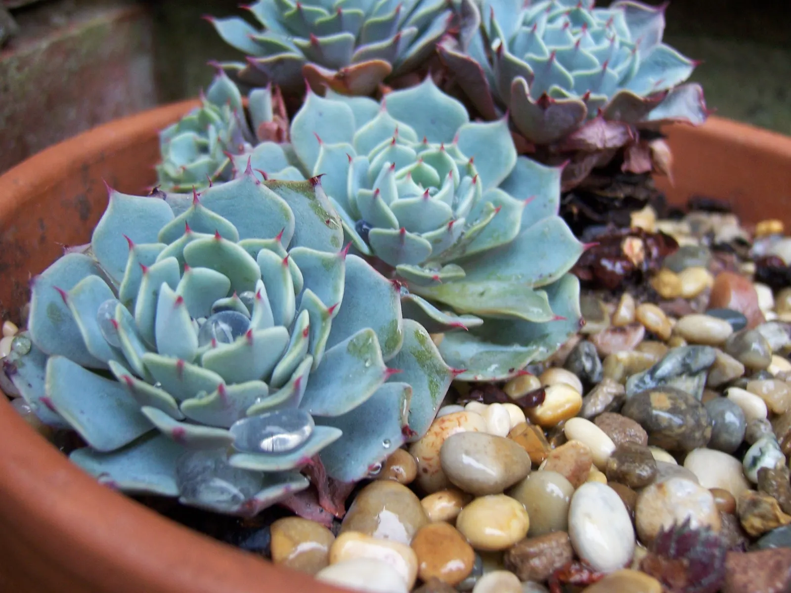 Mexican Snowball (Echeveria Elegans) — making it an ideal choice for ground cover; succulent for full or half