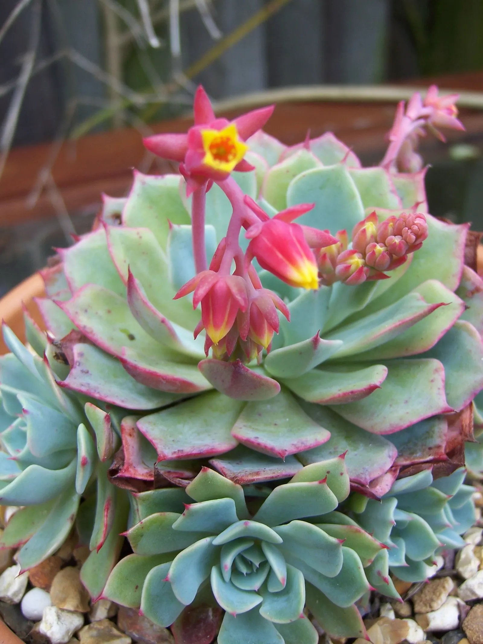Mexican Snowball (Echeveria Elegans) — requiring minimal watering and care; thereby reducing maintenance efforts