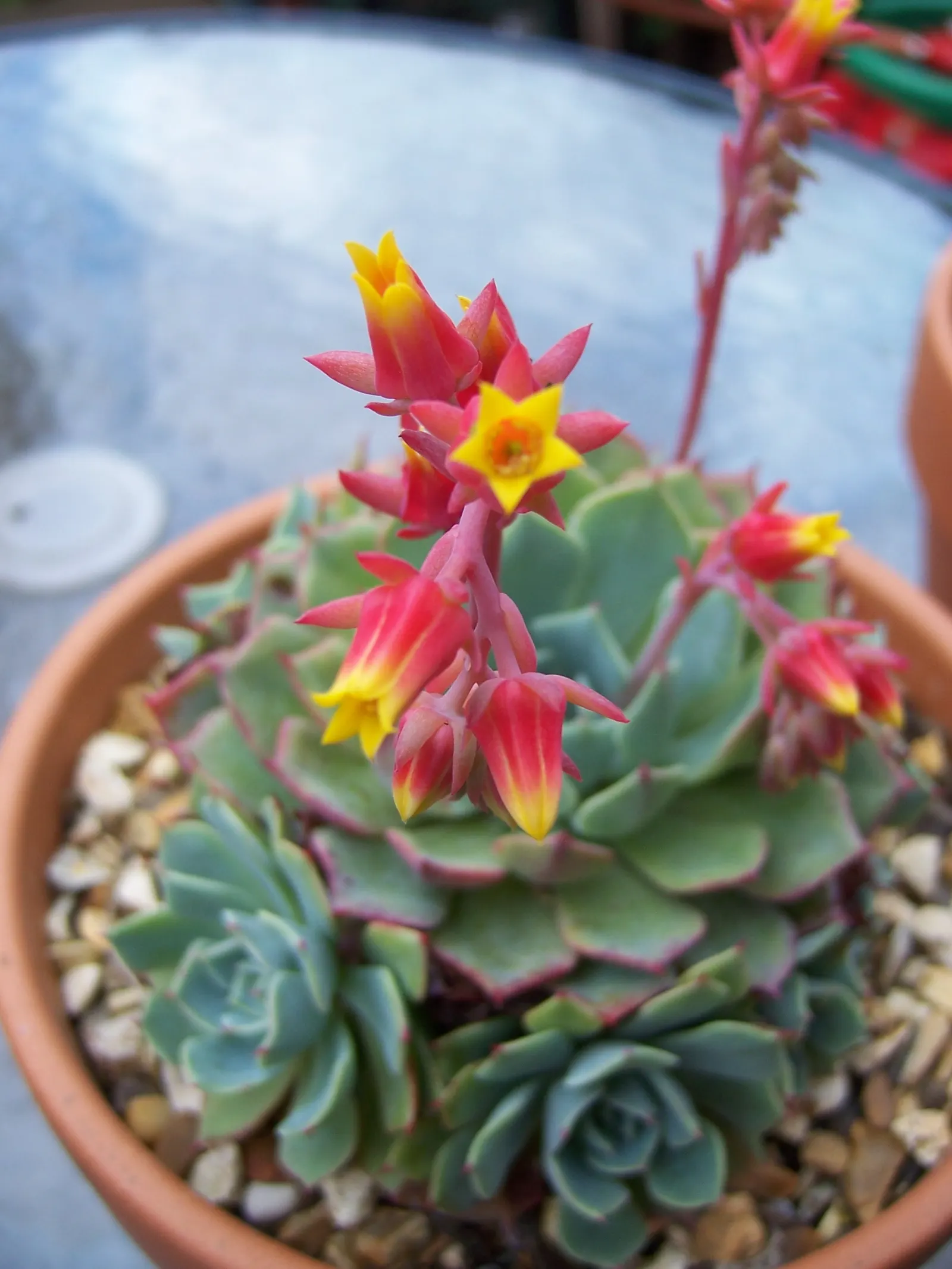 Mexican Snowball (Echeveria Elegans) — Ideal for zones 9-11, it prefers full sun to partial shade, and well-draining soil; about 8 to 12 inches tall
