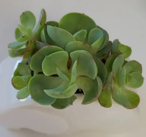 Mexican Snowball (Echeveria Elegans) — commonly known as Mexican Snowball; in winter to spring, it produces pink-stemmed, lantern-shaped flowers, image 41