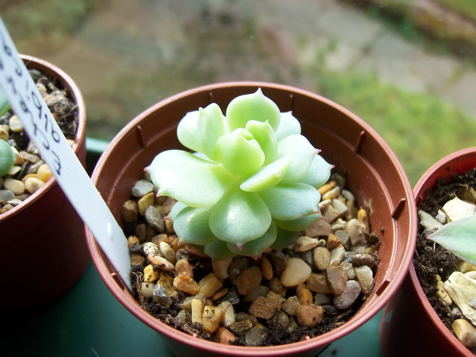 Mexican Snowball (Echeveria Elegans) — it reaches 6 inches in height with a 12-inch spread; succulent with multi-colored and orange and red and yellow blooms