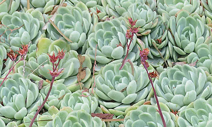 Mexican Snowball (Echeveria Elegans) — is a perennial succulent that forms a compact rosette of spoon-shaped; it reaches 6 inches in height with a 12-inch