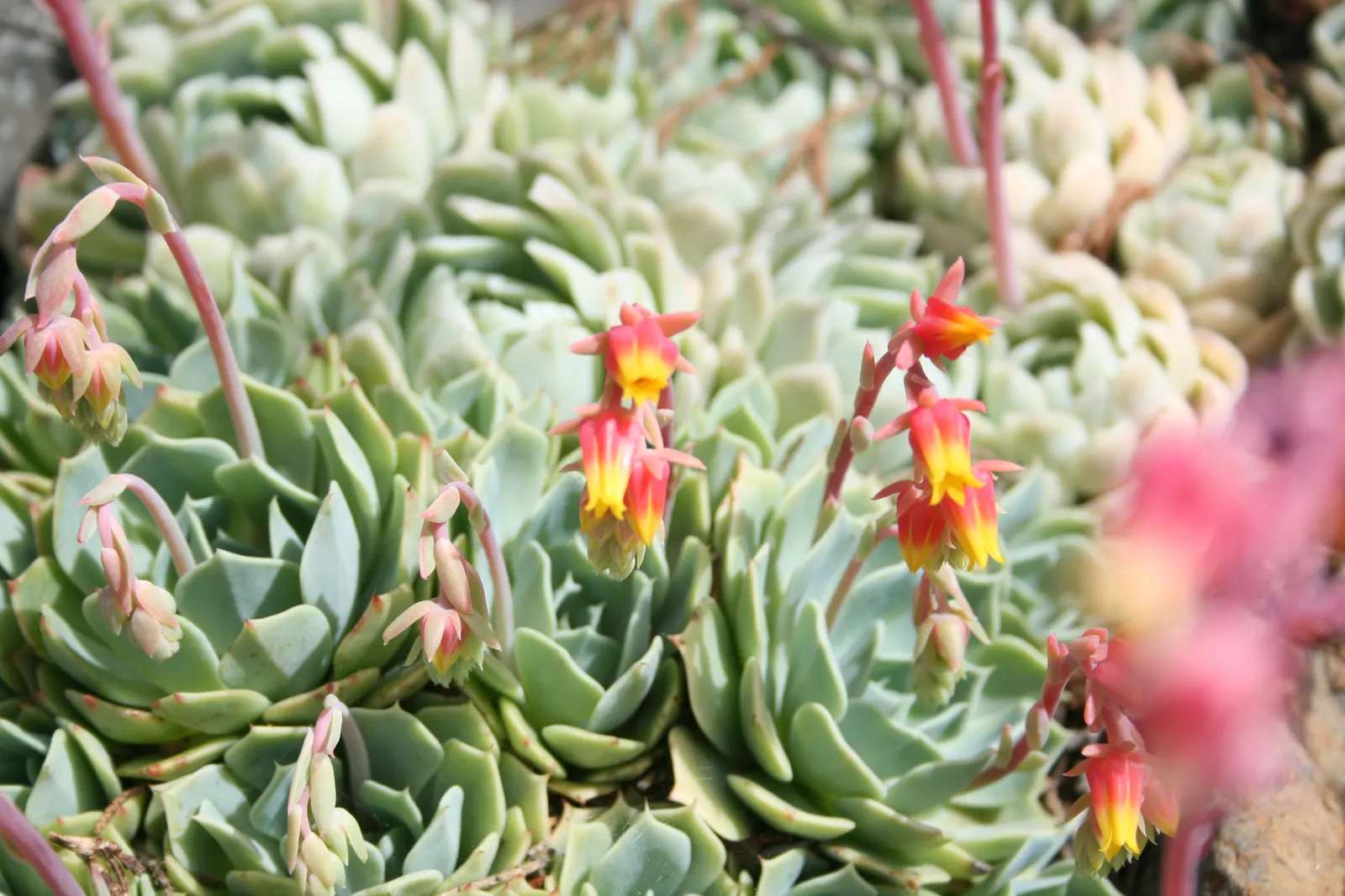 Mexican Snowball (Echeveria Elegans) — succulent with multi-colored and orange and red and yellow blooms