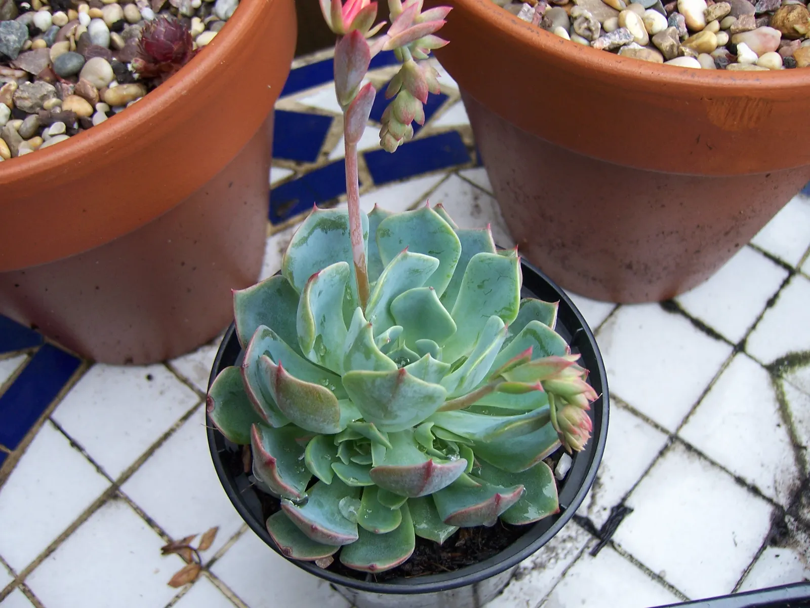 Mexican Snowball (Echeveria Elegans) — multi-colored and orange and red and yellow flowers in the garden; forming a sculptural rosette of spoon-shaped