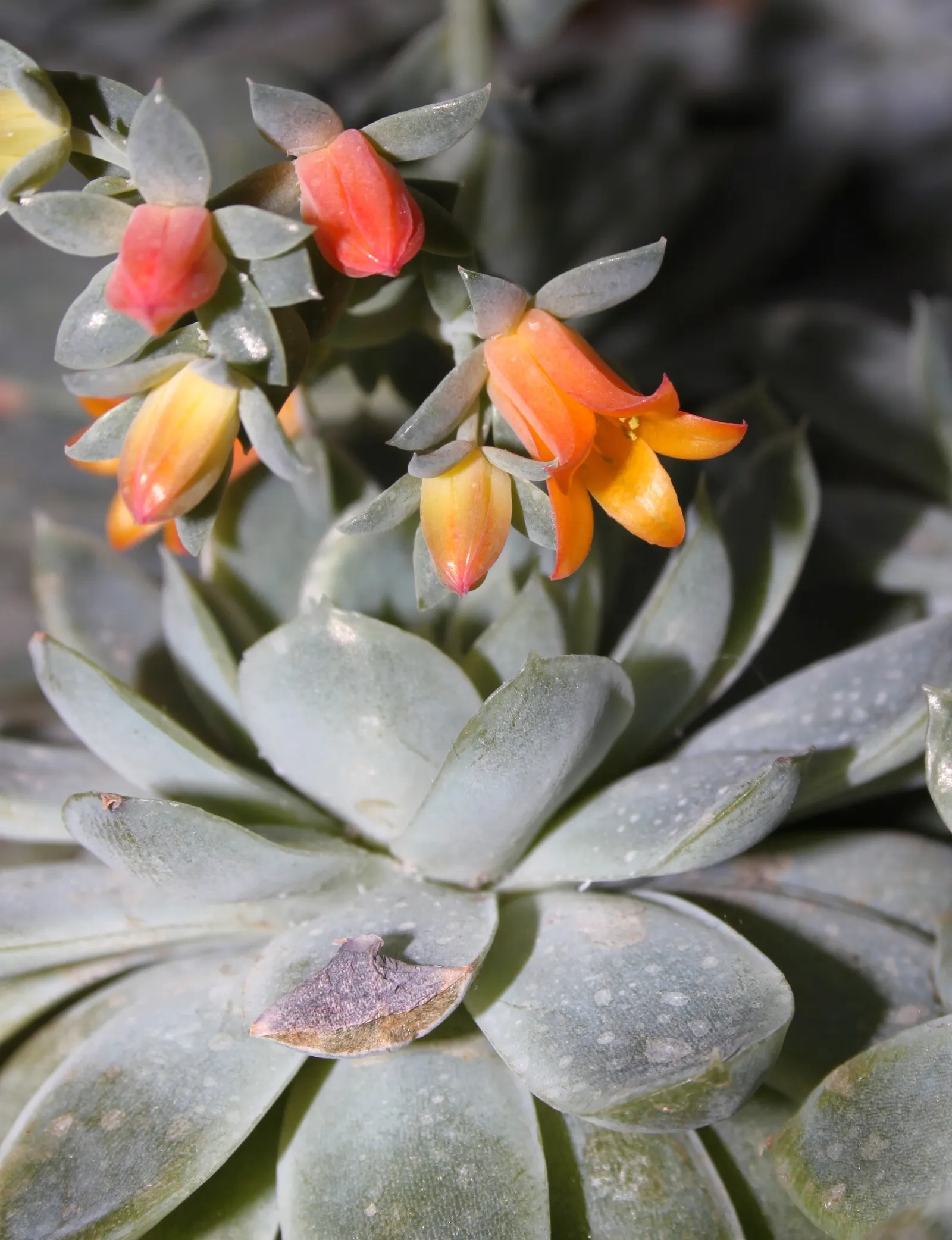 Mexican Snowball (Echeveria Elegans) — is a perennial succulent that forms a compact rosette of spoon-shaped; it reaches 6 inches in height with a, image 47