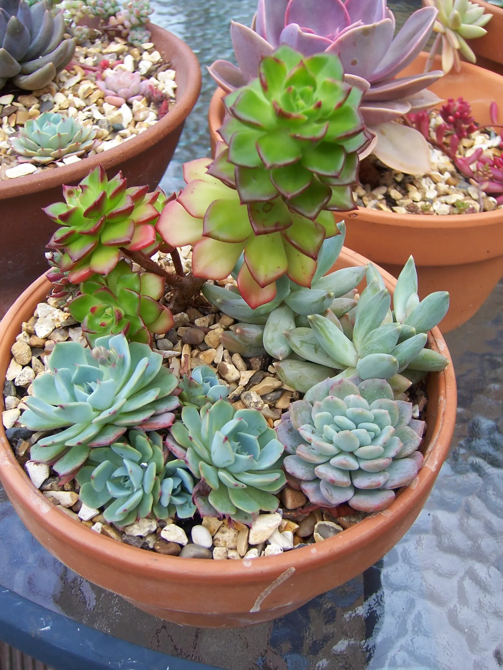 Mexican Snowball (Echeveria Elegans) — succulent for full or half; in regions with harsh winters, consider planting in containers that can be moved indoors to