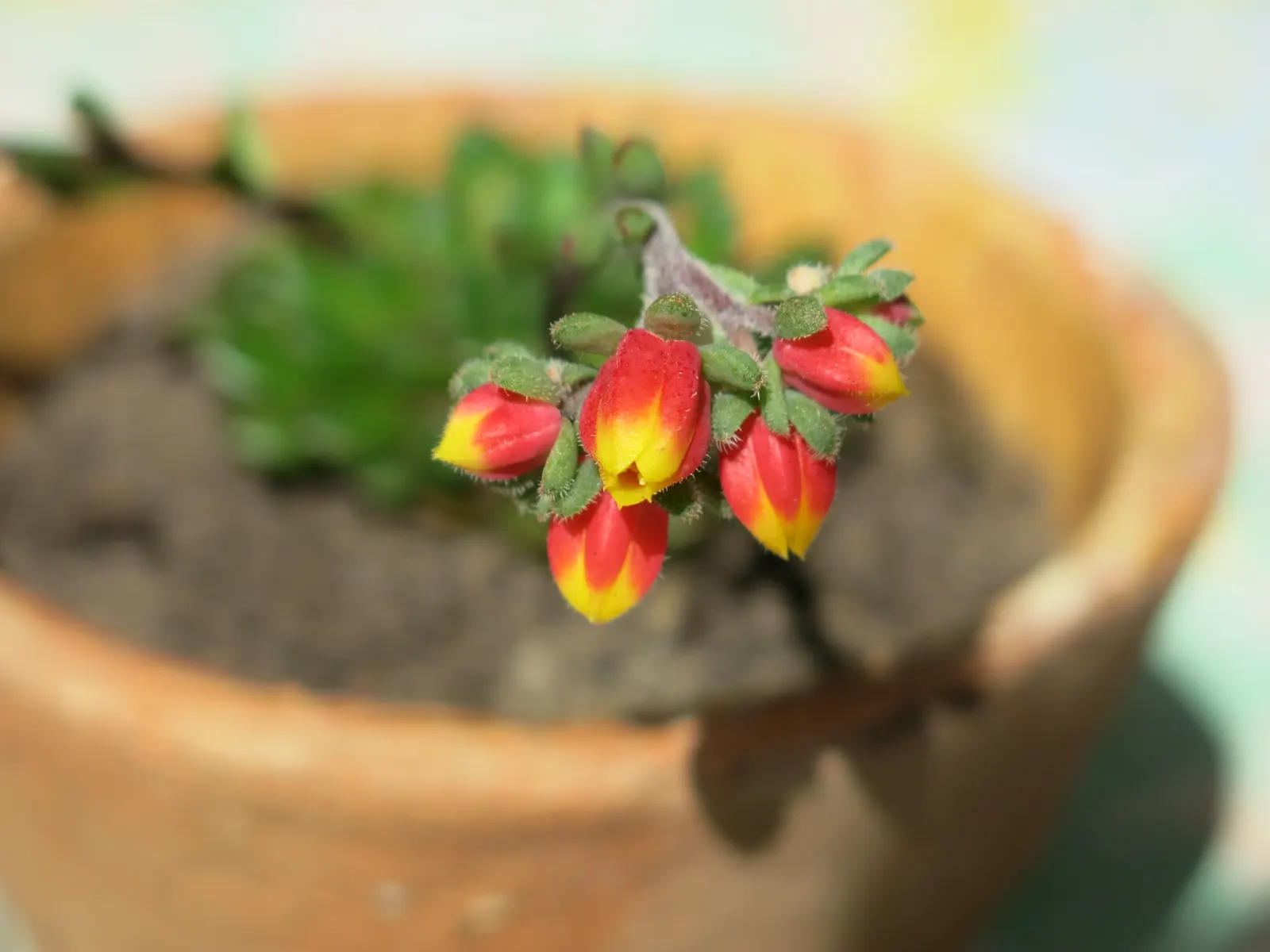Mexican Snowball (Echeveria Elegans) — In winter to spring, it produces pink-stemmed, lantern-shaped flowers with yellow tips; ideal for zones, image 64