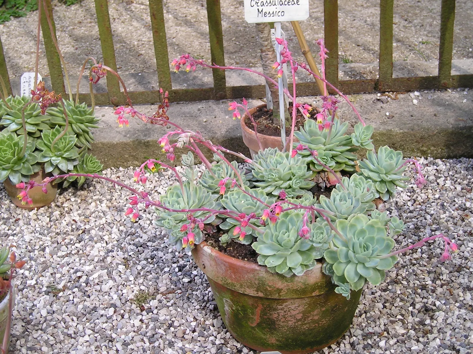 Mexican Snowball (Echeveria Elegans) — is a perennial succulent that forms a compact rosette of spoon-shaped; it reaches 6 inches in height with a, image 67