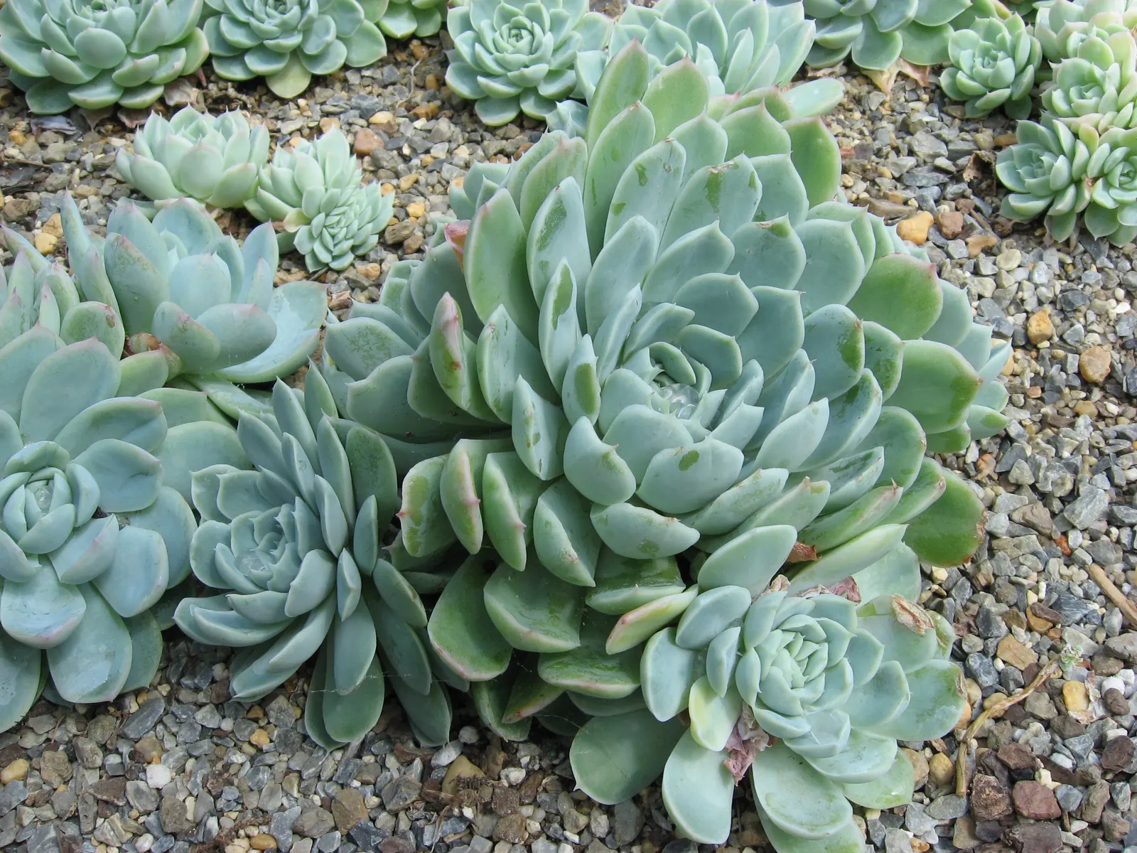 Mexican Snowball (Echeveria Elegans) — Ideal for zones 9-11, it prefers full sun to partial shade, and well-draining soil; about 8 to 12 inches tall, image 65