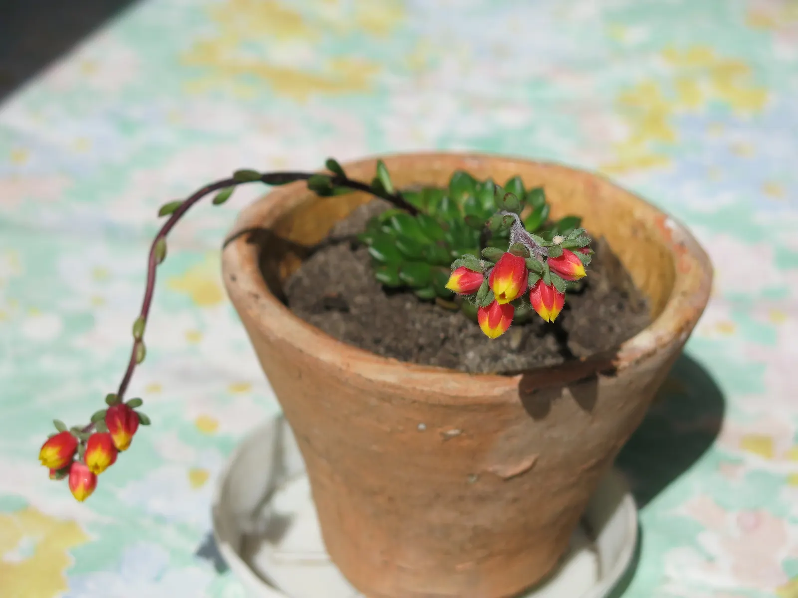 Mexican Snowball (Echeveria Elegans) — forming a sculptural rosette of spoon-shaped; multi-colored and orange and red and yellow flowers in the, image 63
