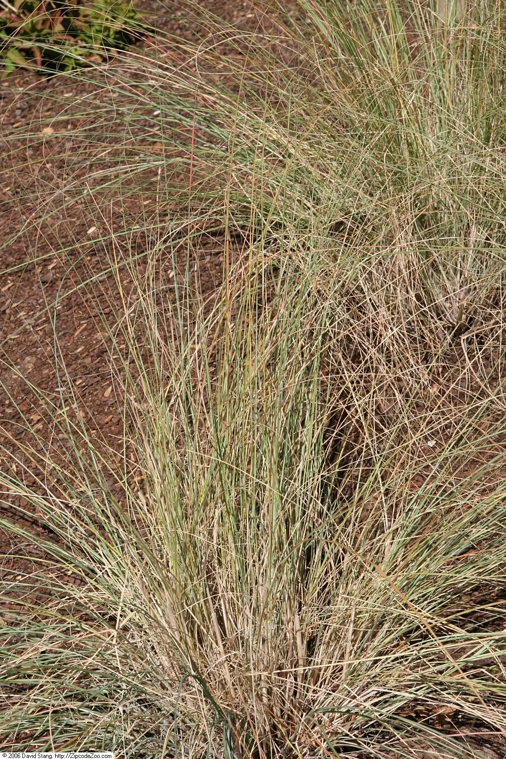 Wind Dancer Lovegrass (Eragrostis Elliottii 'Wind Dancer') — This clumping lovegrass stands 3 to 4 feet tall, spreading 2 to 3 feet wide