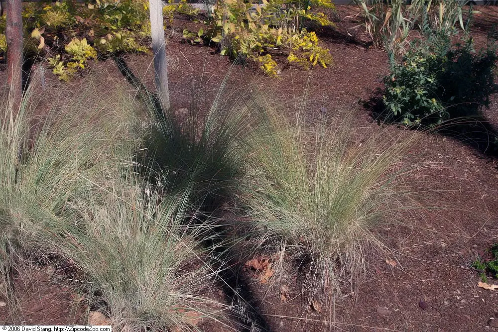 Wind Dancer Lovegrass (Eragrostis Elliottii 'Wind Dancer') — Eragrostis elliottii 'Wind Dancer', a graceful perennial, thrives in USDA zones 5 to 10
