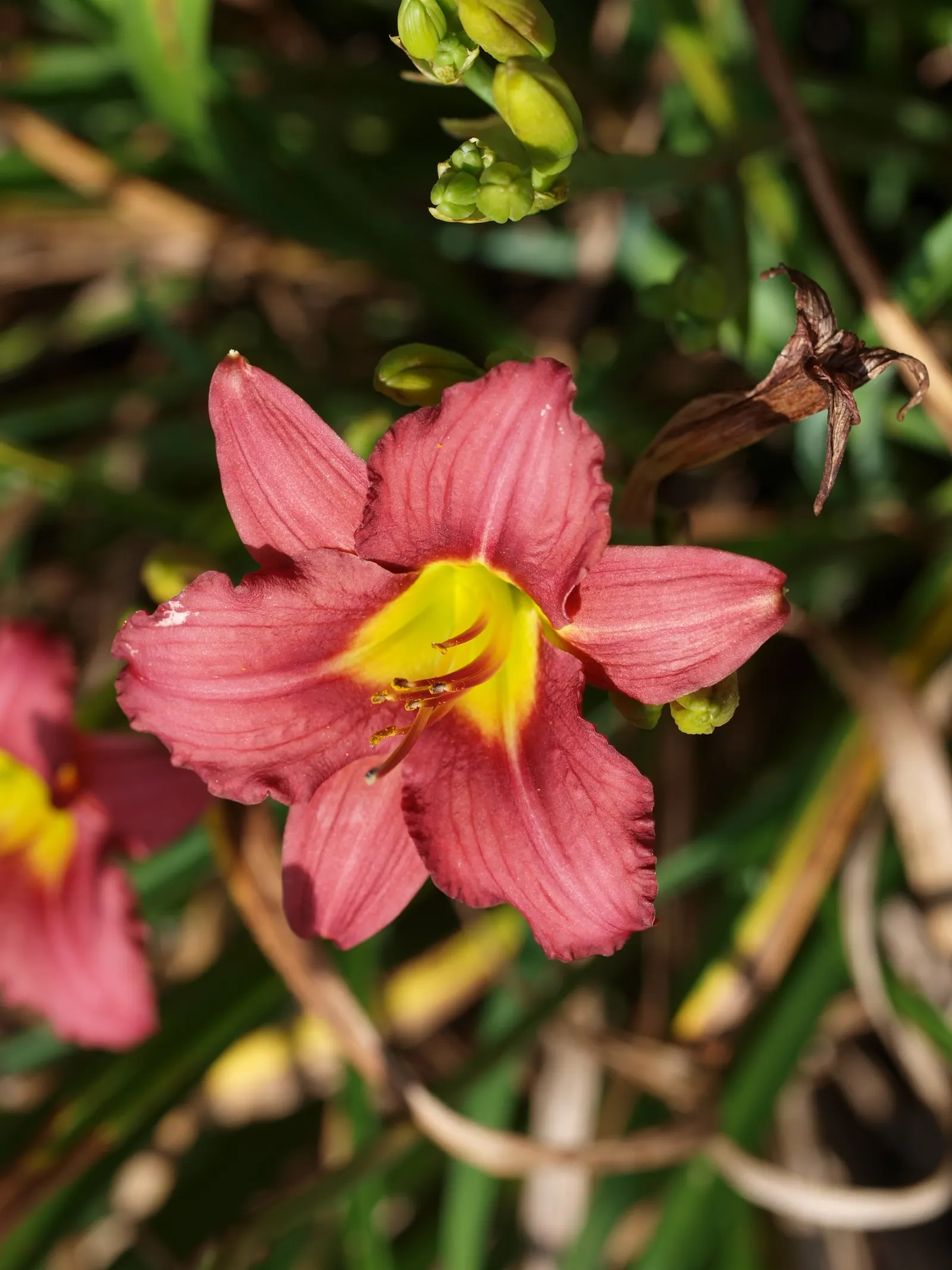 Pardon Me Hybrid Daylily (Hemerocallis 'Pardon Me') — is a captivating perennial that is a must-have for any vibrant landscape design