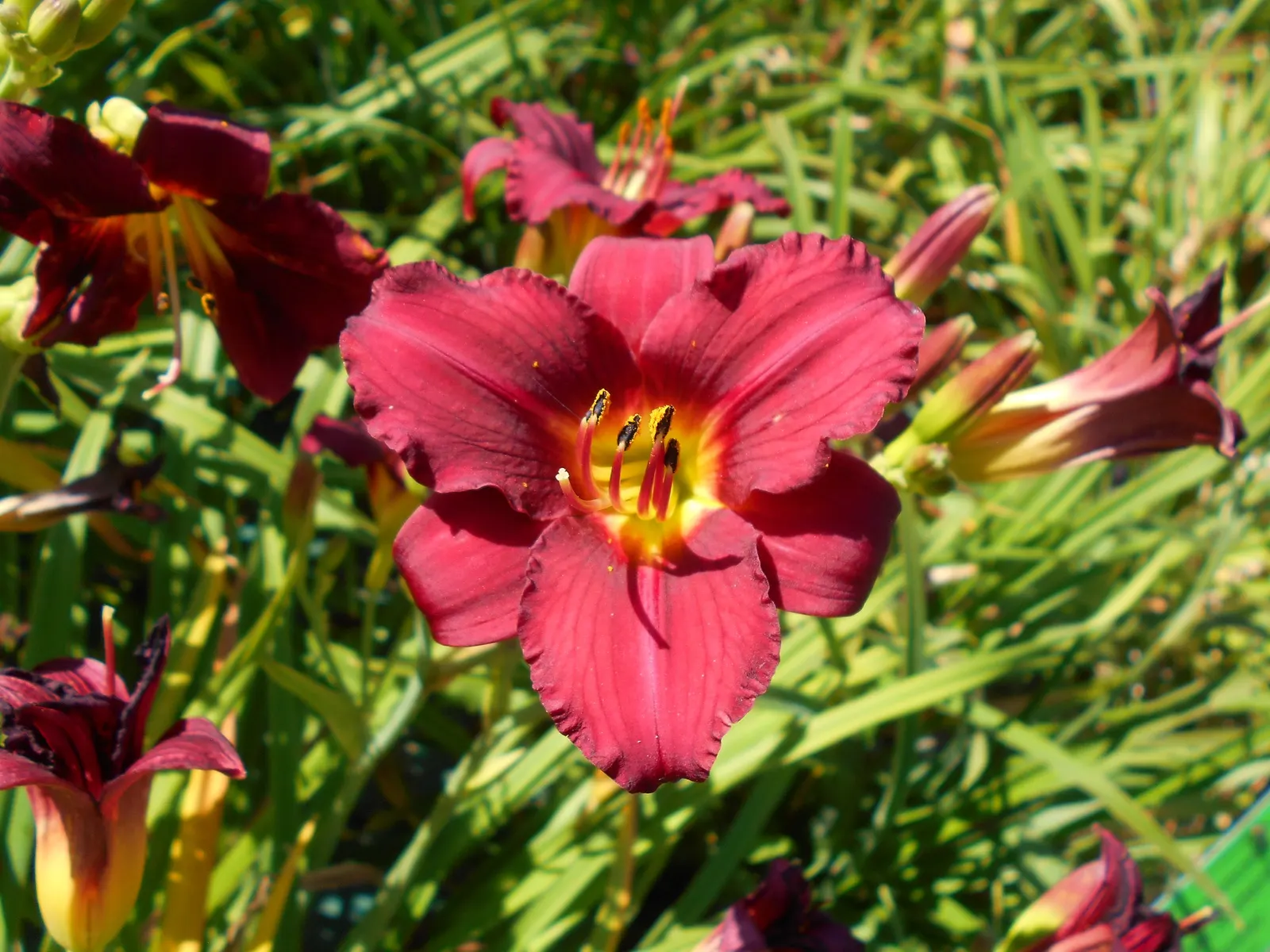 Pardon Me Hybrid Daylily (Hemerocallis 'Pardon Me') — This compact, clump-forming plant prefers full sun to partial shade and well-drained soil