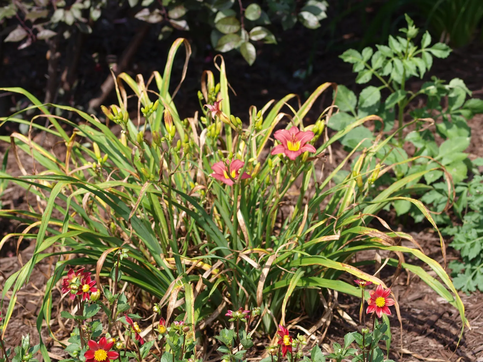 Pardon Me Hybrid Daylily (Hemerocallis 'Pardon Me') — Pardon Me is perfect for border fronts