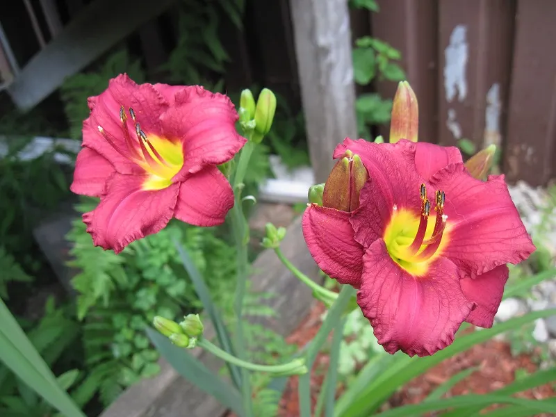 Pardon Me Hybrid Daylily (Hemerocallis 'Pardon Me') — Each flower unfurls for just a day