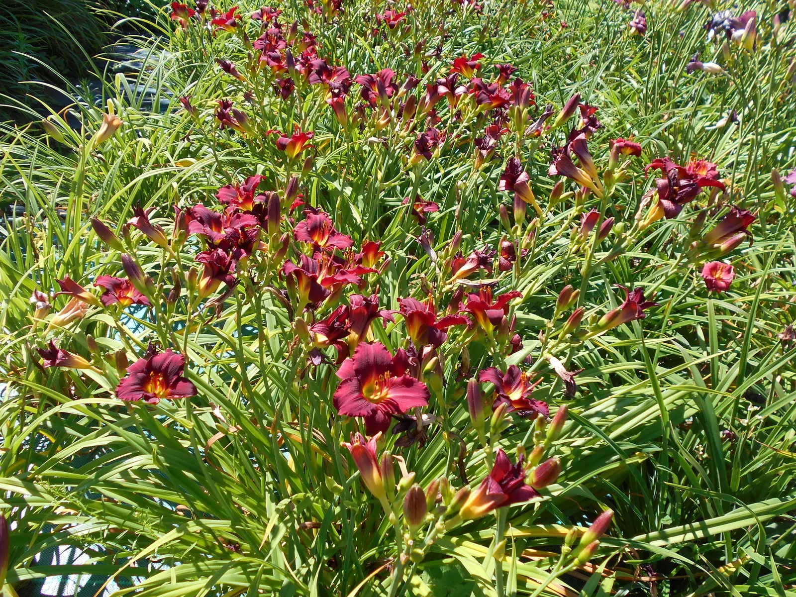 Pardon Me Hybrid Daylily (Hemerocallis 'Pardon Me') — Each flower spans approximately 3 inches across and stands on 18-inch tall scapes