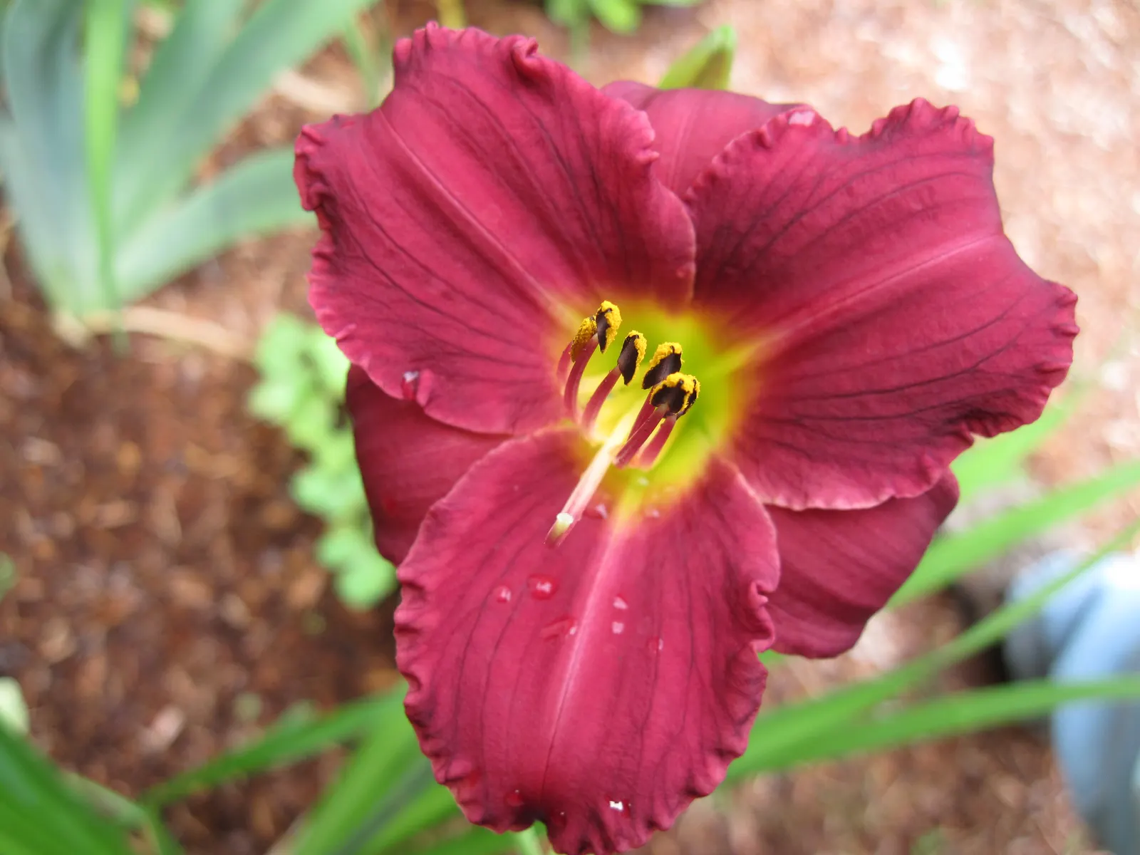 Pardon Me Hybrid Daylily (Hemerocallis 'Pardon Me') — Its vibrant flowers and grass-like foliage provide excellent ground cover or border displays