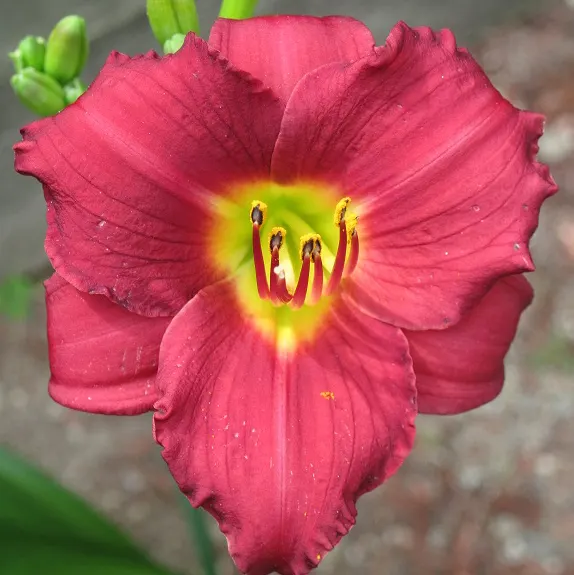 Pardon Me Hybrid Daylily (Hemerocallis 'Pardon Me') — scientifically known as Hemerocallis 'Pardon Me'