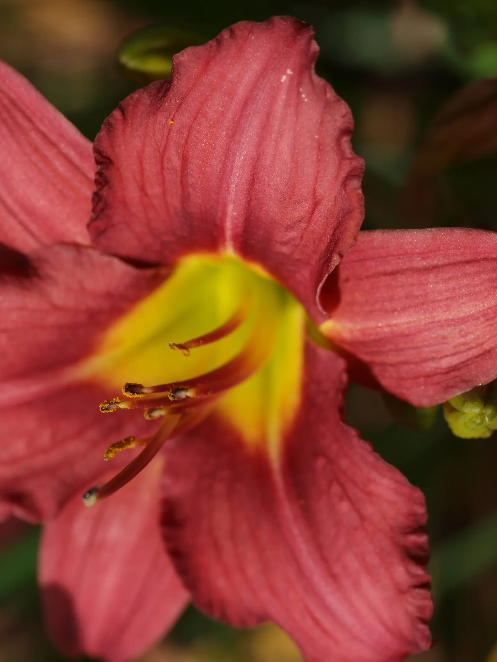 Pardon Me Hybrid Daylily (Hemerocallis 'Pardon Me') — This cultivar is renowned for its bold, cranberry-red blossoms which are approximately 3 inches in