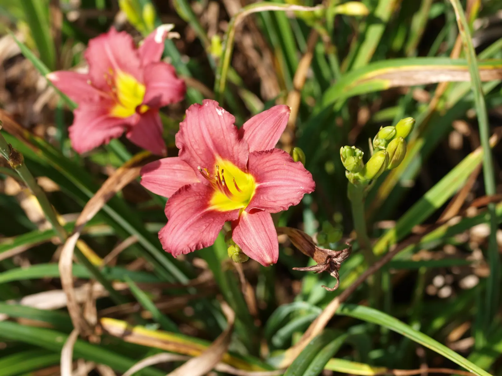 Pardon Me Hybrid Daylily (Hemerocallis 'Pardon Me') — These blossoms are a dramatic addition
