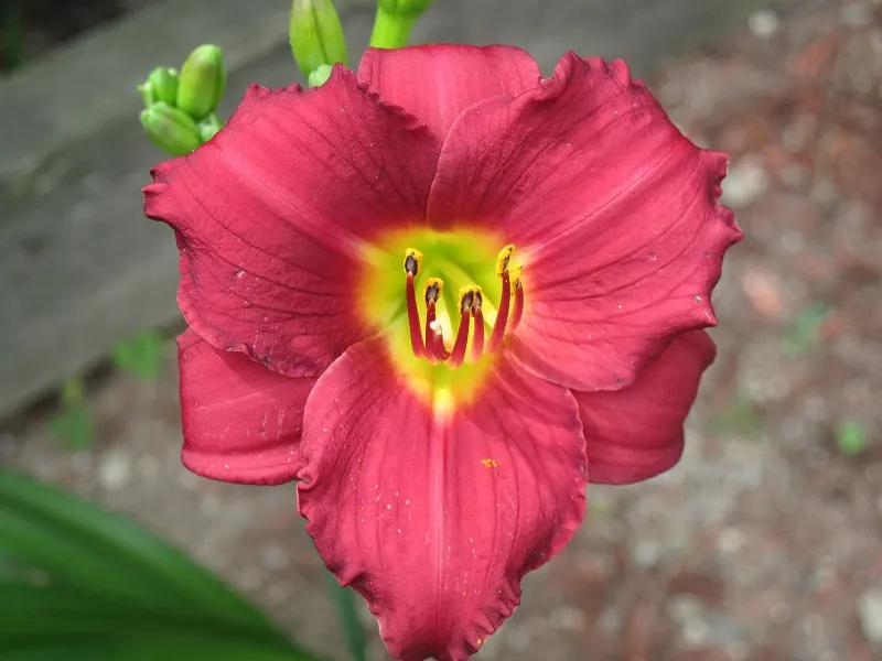 Pardon Me Hybrid Daylily (Hemerocallis 'Pardon Me') — with peak blooms in mid to late summer