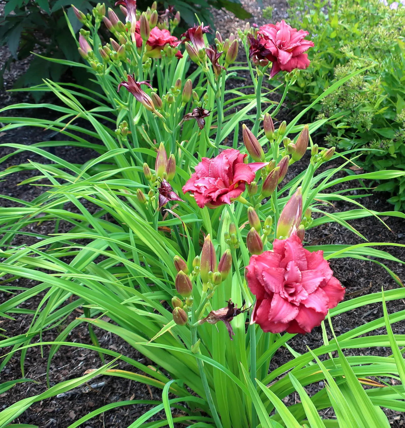 Pardon Me Hybrid Daylily (Hemerocallis 'Pardon Me') — featuring a striking contrast with a yellow-green throat that draws the eye