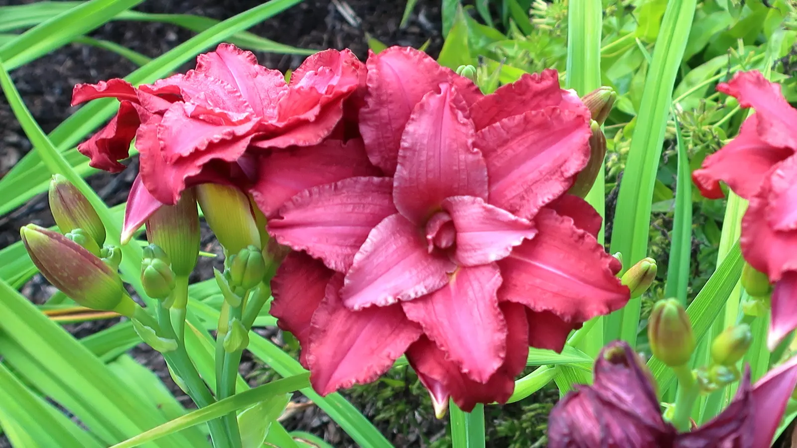 Pardon Me Hybrid Daylily (Hemerocallis 'Pardon Me') — or as a delightful groundcover when mass planted