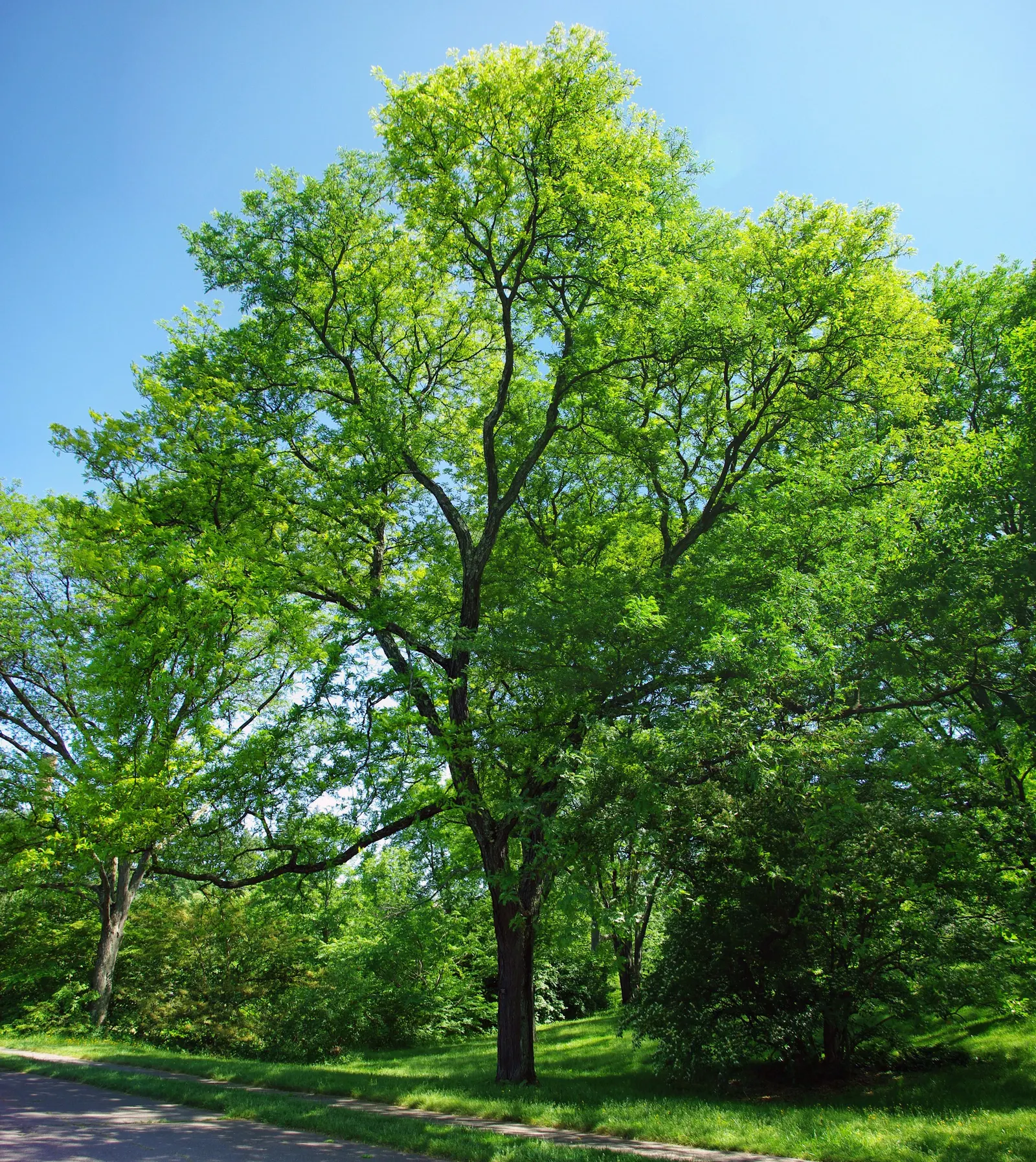 Sunburst Honey Locust (Gleditsia Triacanthos 'Sunburst') — it thrives in full sun and tolerates a wide range of soil types