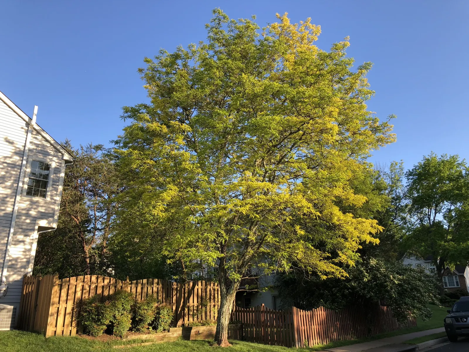 Sunburst Honey Locust (Gleditsia Triacanthos 'Sunburst') — which gradually transition to a fresh