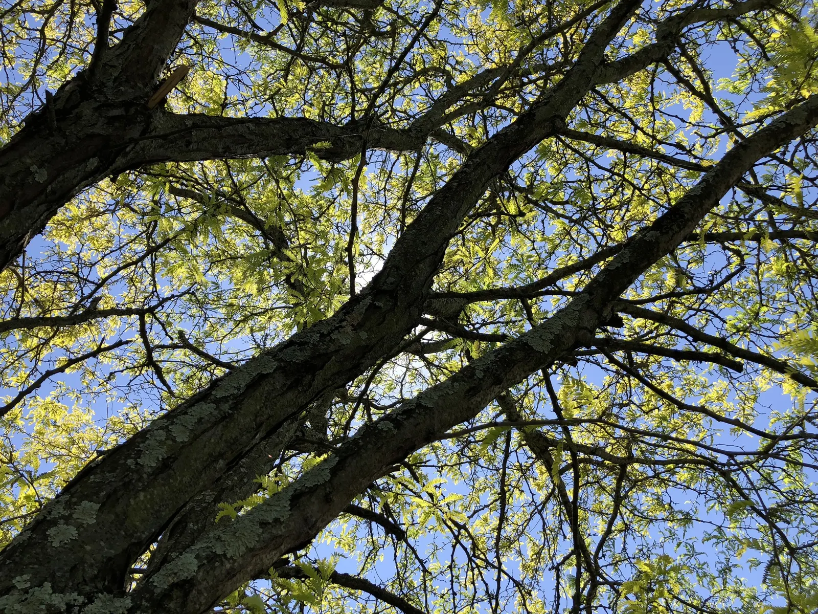 Sunburst Honey Locust (Gleditsia Triacanthos 'Sunburst') — light green as they mature through the summer; this thornless cultivar reaches up to 30 feet in