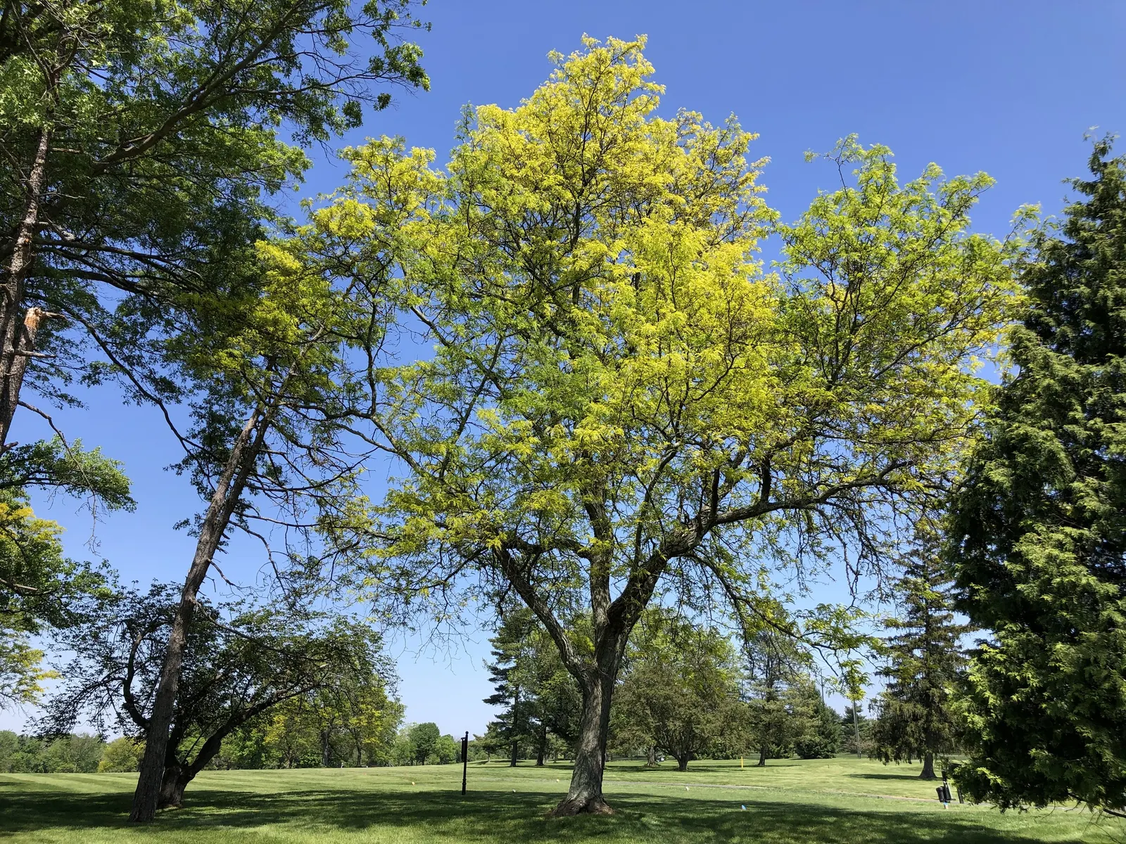 Sunburst Honey Locust (Gleditsia Triacanthos 'Sunburst') — Its fine, open canopy and modest root system make it ideal for urban landscapes; but it prefers