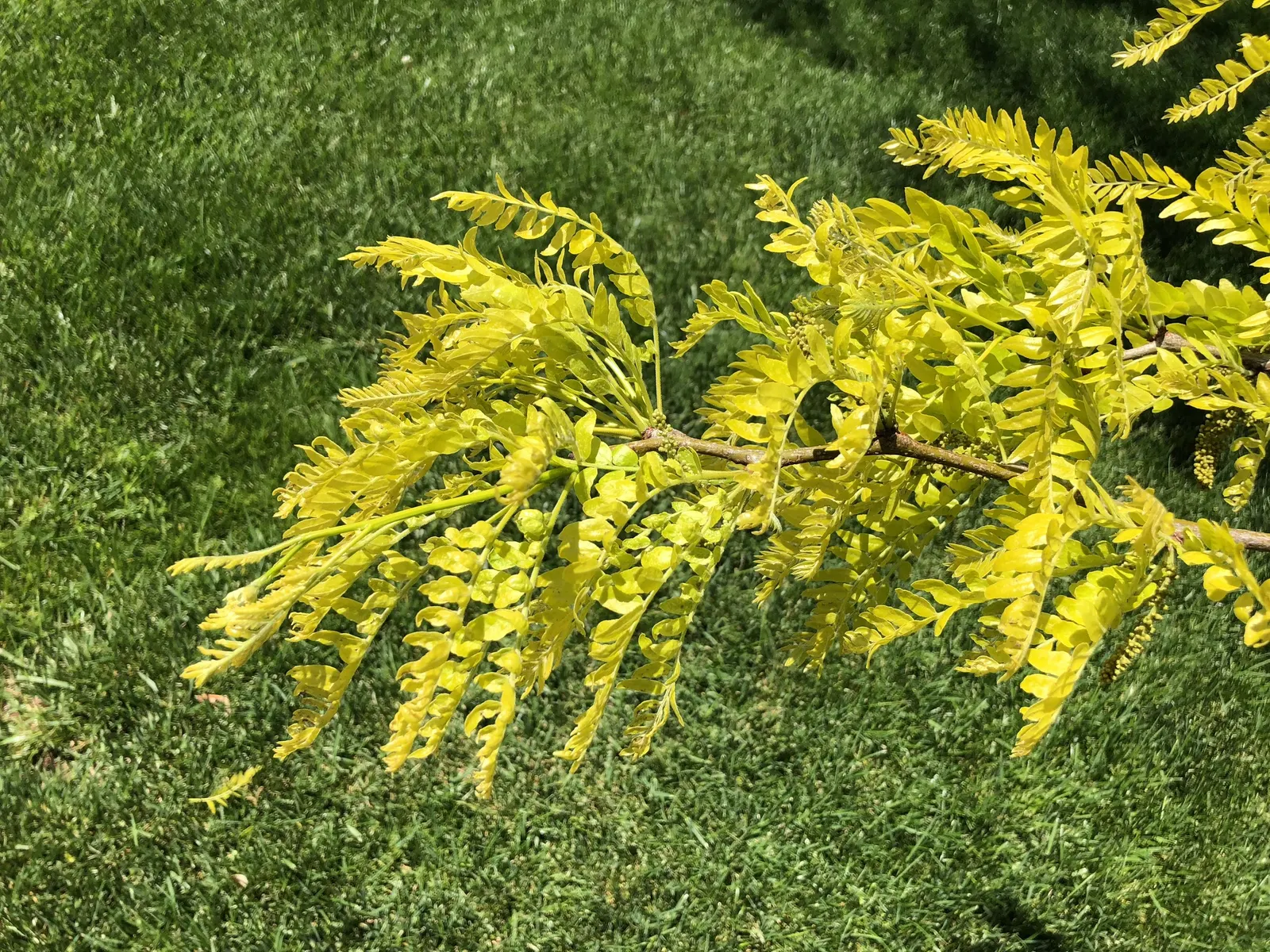 Sunburst Honey Locust (Gleditsia Triacanthos 'Sunburst') — both for its visual appeal and its adaptable nature; which minimizes the need for seasonal cleanup