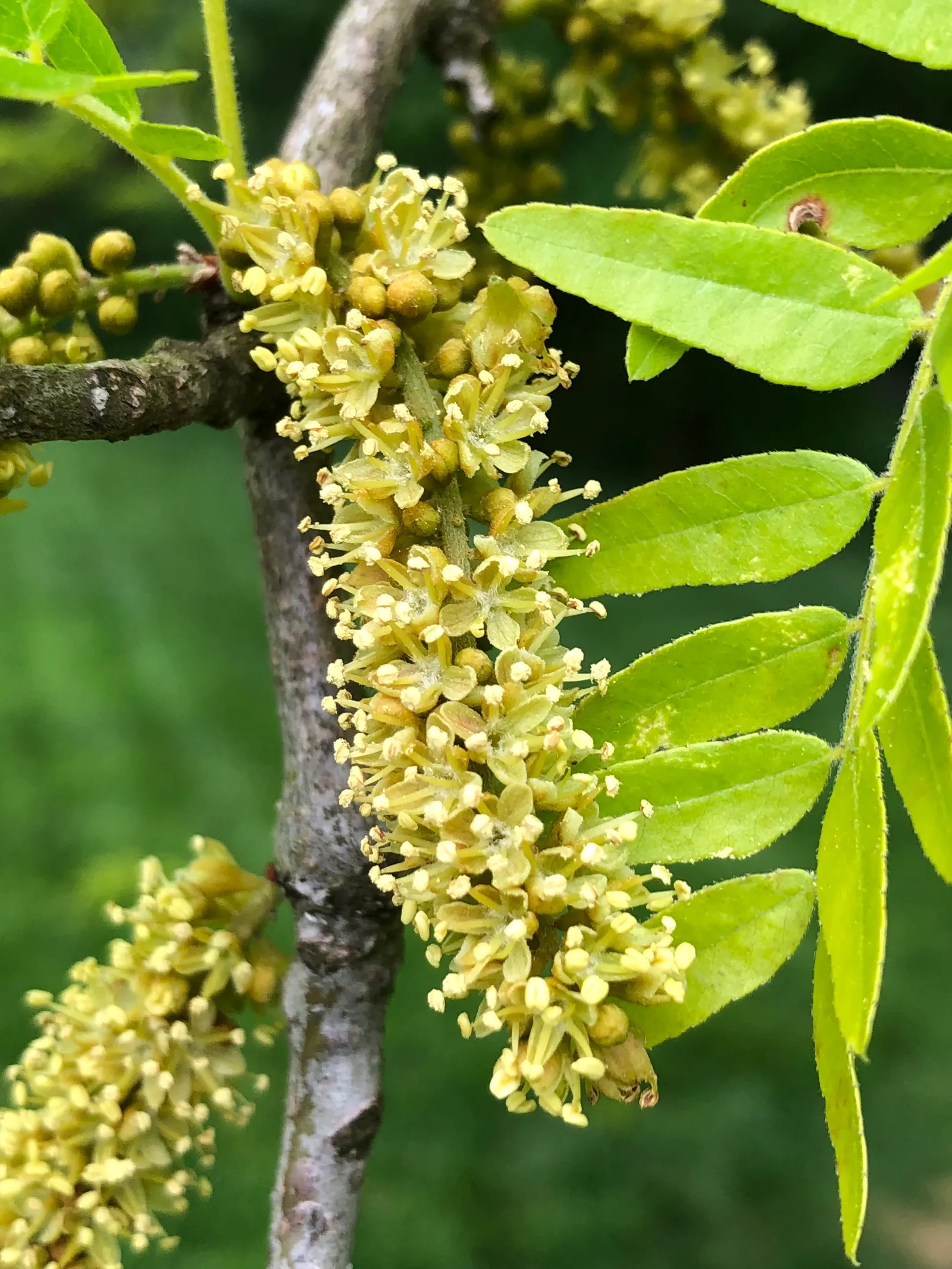Sunburst Honey Locust (Gleditsia Triacanthos 'Sunburst') — scientifically named Gleditsia triacanthos 'Sunburst'