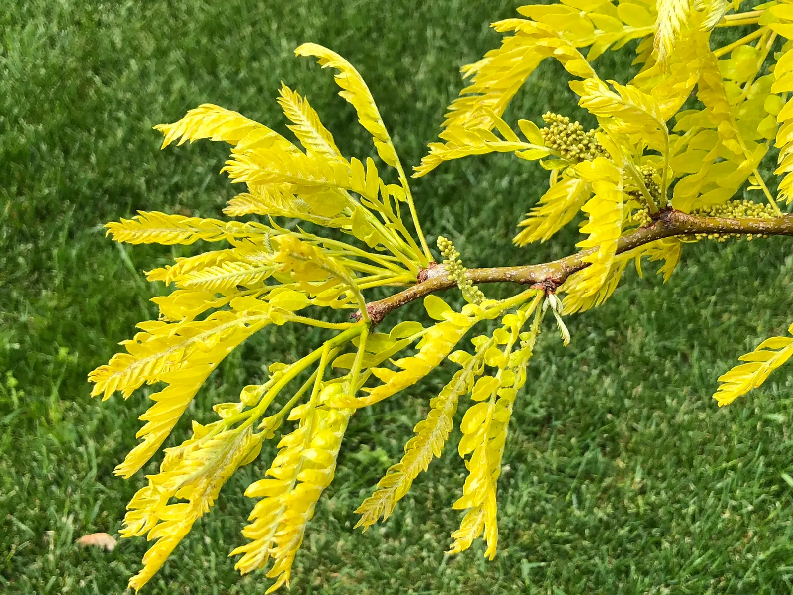 Sunburst Honey Locust (Gleditsia Triacanthos 'Sunburst') — the 'Sunburst' cultivar is mostly thornless and seedless