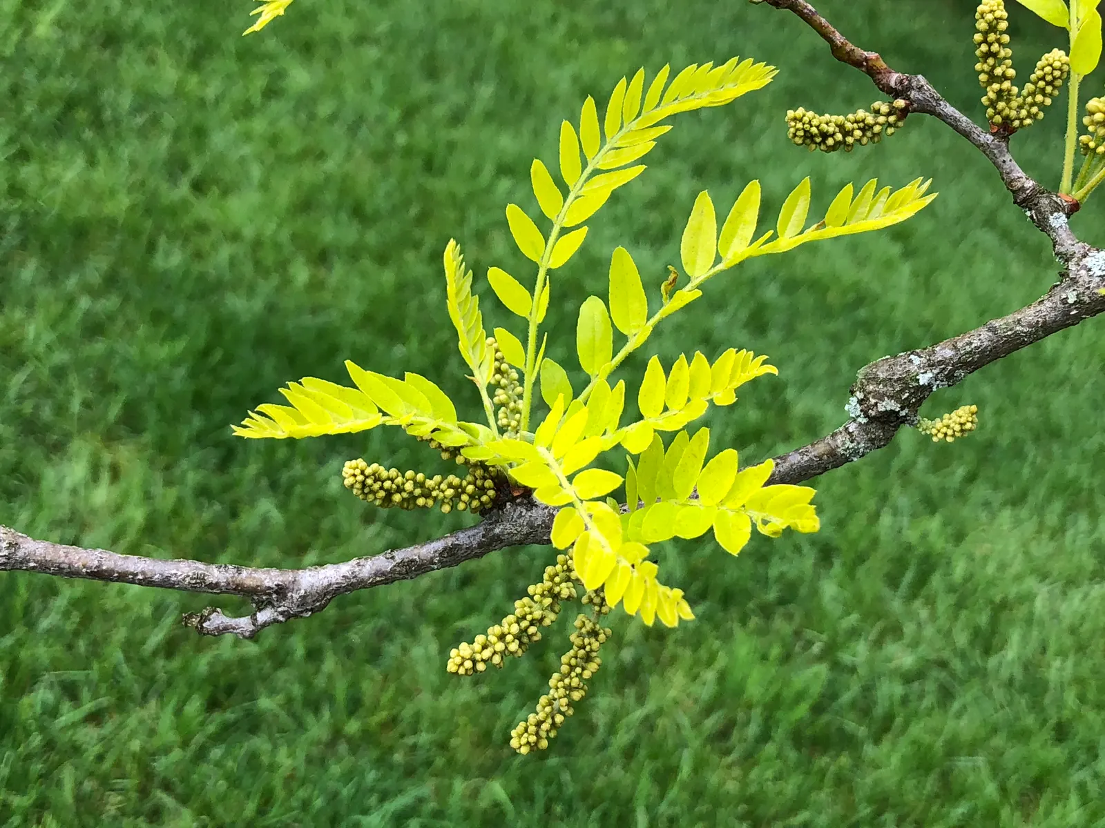 Sunburst Honey Locust (Gleditsia Triacanthos 'Sunburst') — which contributes to its popularity as a low-maintenance option for residential landscapes; tree for