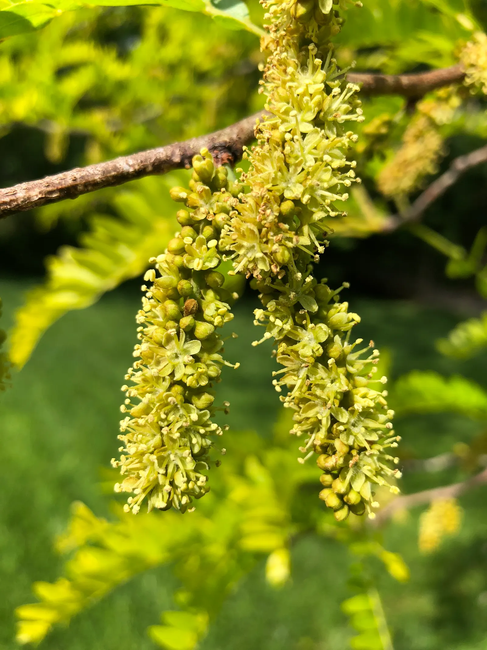 Sunburst Honey Locust (Gleditsia Triacanthos 'Sunburst') — This thornless cultivar reaches up to 30 feet in height with a similar spread, offering light