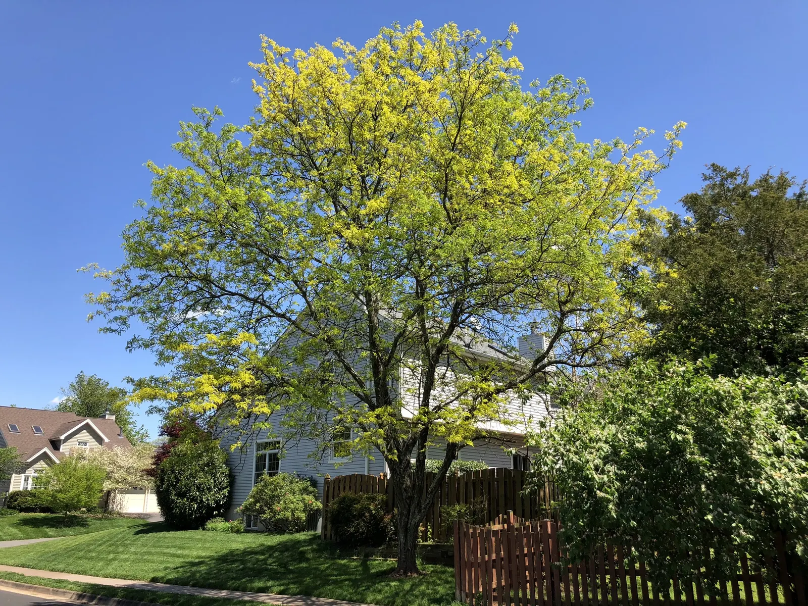 Sunburst Honey Locust (Gleditsia Triacanthos 'Sunburst') — the Sunburst Honey Locust is highly valued