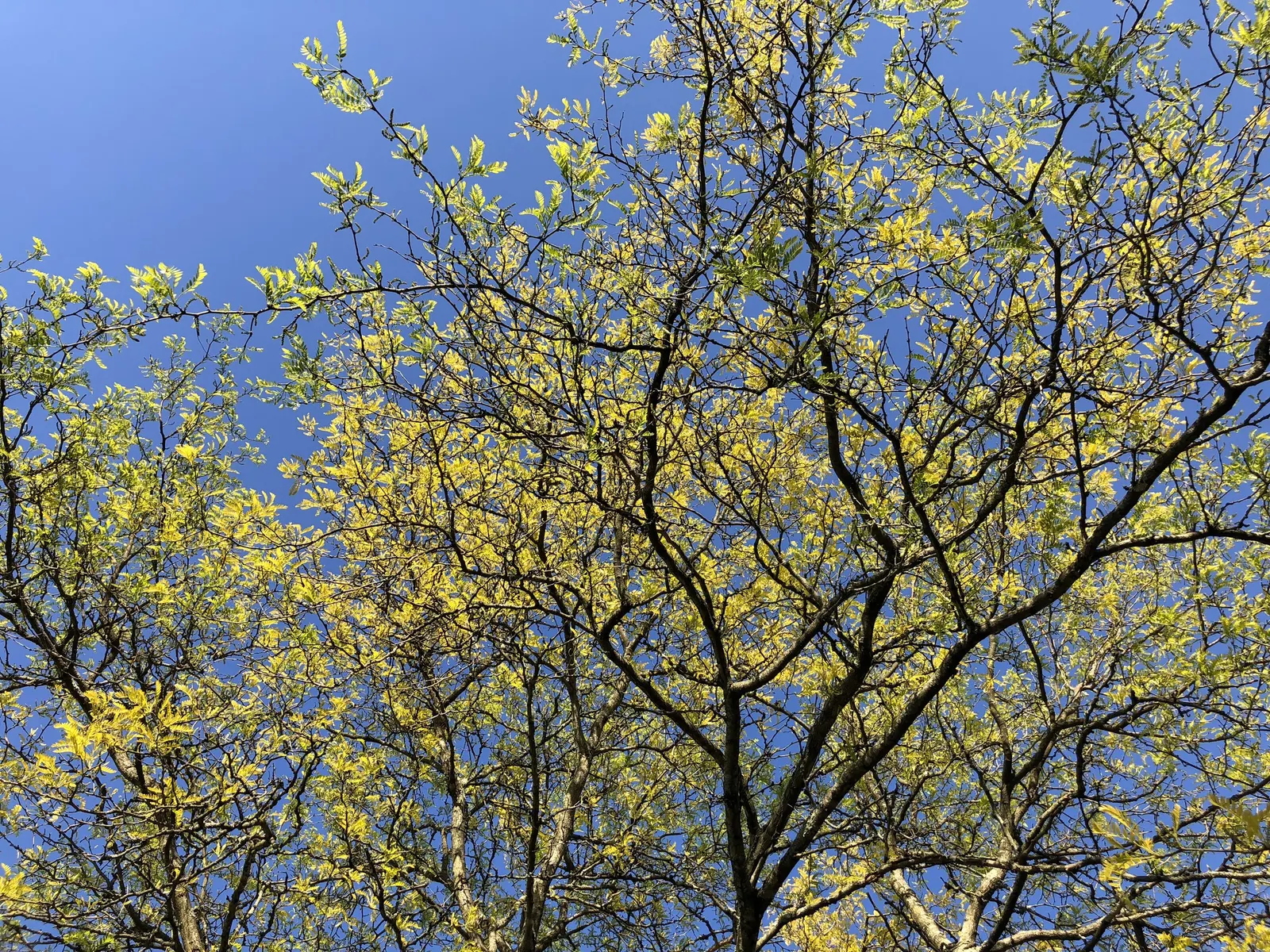Sunburst Honey Locust (Gleditsia Triacanthos 'Sunburst') — providing a canopy with dappled shade that permits the growth of a diverse underplanting; the