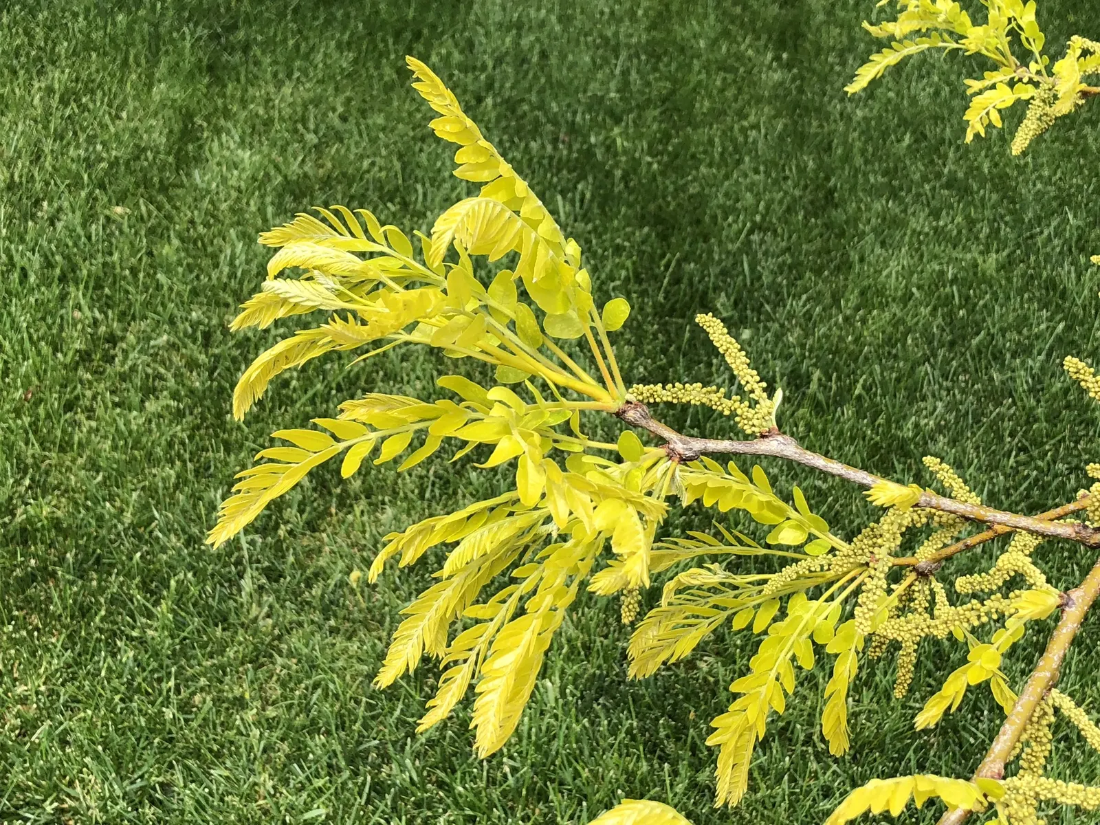 Sunburst Honey Locust (Gleditsia Triacanthos 'Sunburst') — delicate leaves turn an unassuming yellow in the fall before dropping; is a captivating deciduous