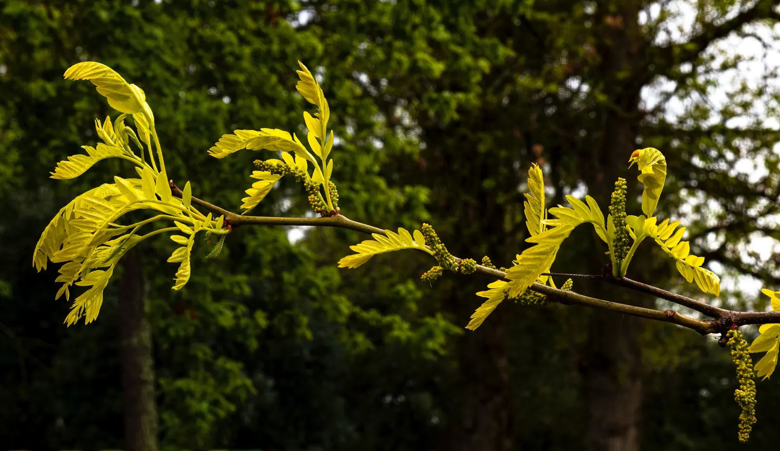 Sunburst Honey Locust (Gleditsia Triacanthos 'Sunburst') — As a landscape architect assistant