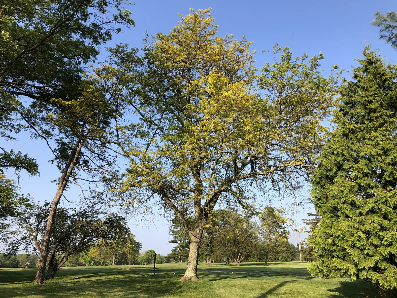 Sunburst Honey Locust (Gleditsia Triacanthos 'Sunburst') — it adds year-round interest with minimal maintenance; as a landscape architect assistant